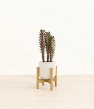 Load image into Gallery viewer, Cotton White stand:bamboo