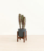 Load image into Gallery viewer, Iron Gray stand:walnut