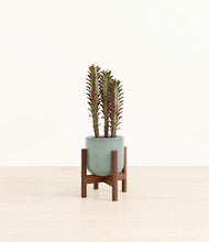 Load image into Gallery viewer, Reactive Aqua stand:walnut