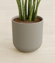 Load image into Gallery viewer, Sage Green stand:all