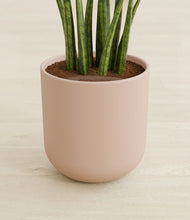 Load image into Gallery viewer, Sandy Pink stand:all