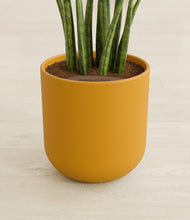 Load image into Gallery viewer, Sunset Orange stand:all