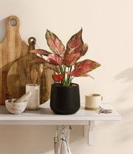 Load image into Gallery viewer, Black