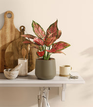 Load image into Gallery viewer, Olive