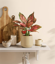 Load image into Gallery viewer, Almond Green