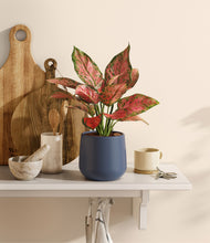 Load image into Gallery viewer, Deep Navy