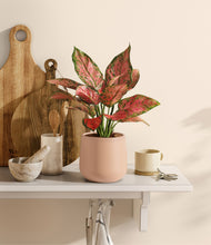 Load image into Gallery viewer, Gentle Pink