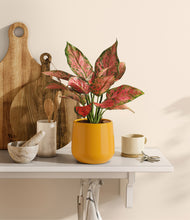 Load image into Gallery viewer, Mustard