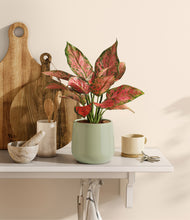 Load image into Gallery viewer, Turquoise