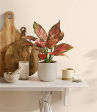 Load image into Gallery viewer, Cotton White