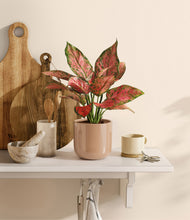 Load image into Gallery viewer, Glossy Pink