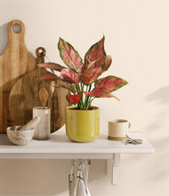 Load image into Gallery viewer, Key Lime Yellow