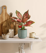 Load image into Gallery viewer, Reactive Aqua