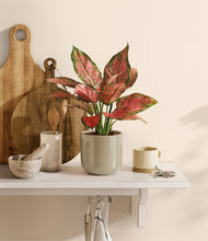 Load image into Gallery viewer, Sage Green