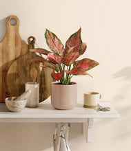 Load image into Gallery viewer, Sandy Pink