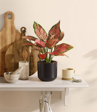 Load image into Gallery viewer, Stone Black