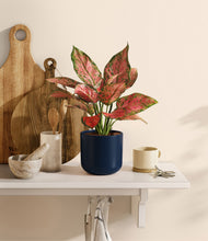 Load image into Gallery viewer, Twilight Blue