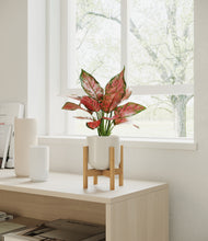 Load image into Gallery viewer, Cotton White stand:bamboo
