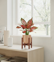 Load image into Gallery viewer, Glossy Pink stand:walnut