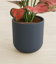 Load image into Gallery viewer, Iron Gray stand:all