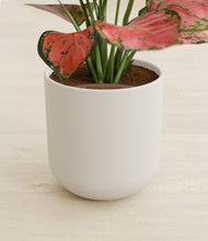 Load image into Gallery viewer, Natural Bamboo stand:all