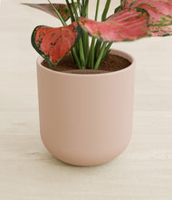 Load image into Gallery viewer, Sandy Pink stand:all