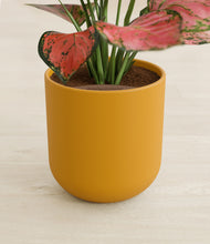 Load image into Gallery viewer, Sunset Orange stand:all