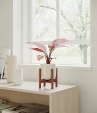 Load image into Gallery viewer, Cotton White stand:walnut
