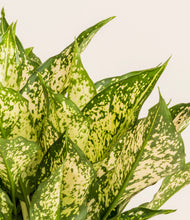 Load image into Gallery viewer, ALL