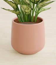 Load image into Gallery viewer, Calm Rose stand:all