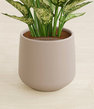 Load image into Gallery viewer, Eternal Gray stand:all