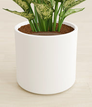 Load image into Gallery viewer, White stand:all