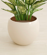 Load image into Gallery viewer, Shiny EggWhite stand:all