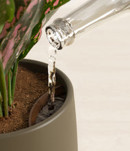 Load image into Gallery viewer, Olive stand:all