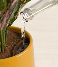 Load image into Gallery viewer, Mustard stand:all