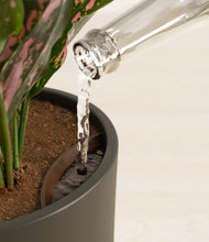 Load image into Gallery viewer, Dark Olive stand:all