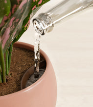 Load image into Gallery viewer, Calm Rose stand:all