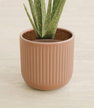 Load image into Gallery viewer, Striped Peach Pink stand:all