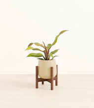 Load image into Gallery viewer, Almond Green stand:walnut