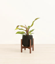 Load image into Gallery viewer, Black stand:walnut