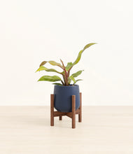 Load image into Gallery viewer, Deep Navy stand:walnut