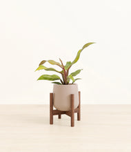 Load image into Gallery viewer, Eternal Gray stand:walnut
