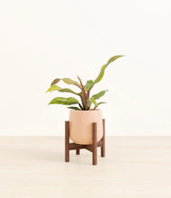 Load image into Gallery viewer, Gentle Pink stand:walnut