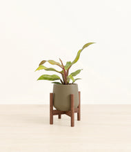 Load image into Gallery viewer, Olive stand:walnut