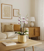 Load image into Gallery viewer, Almond Green