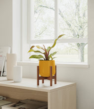 Load image into Gallery viewer, Mustard stand:walnut