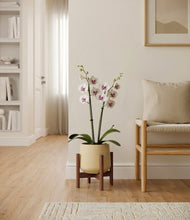 Load image into Gallery viewer, Almond Green stand:walnut