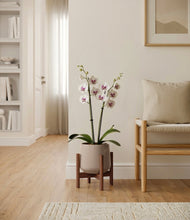 Load image into Gallery viewer, Eternal Gray stand:walnut