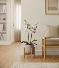 Load image into Gallery viewer, Eternal Gray stand:bamboo