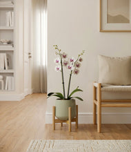 Load image into Gallery viewer, Turquoise stand:bamboo